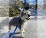 Small #2 Mutt