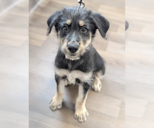 Medium Photo #3 Mutt Puppy For Sale in Holly Springs, NC, USA