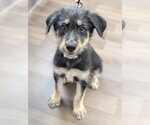 Small #2 Mutt