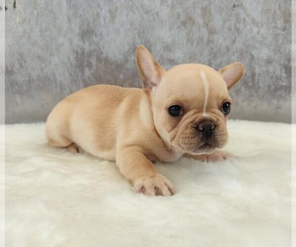 Medium Photo #2 French Bulldog Puppy For Sale in CORONA DEL MAR, CA, USA
