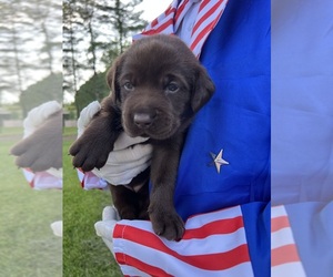 Labrador Retriever Puppy for Sale in NEOLA, West Virginia USA