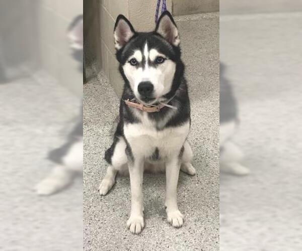 Medium Photo #1 Siberian Husky Puppy For Sale in Conroe, TX, USA