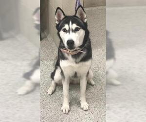 Siberian Husky Dogs for adoption in Conroe, TX, USA