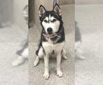 Small Siberian Husky