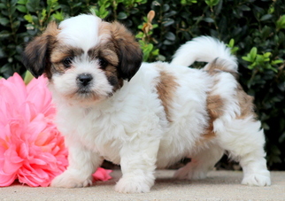 Zuchon Puppy for sale in MOUNT JOY, PA, USA