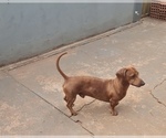 Small Photo #1 Dachshund Puppy For Sale in ANDOVER, MA, USA