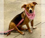 Small #3 Beagle Mix