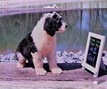 Small Photo #19 Sheepadoodle Puppy For Sale in STANLEY, VA, USA
