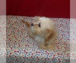 Small #4 Cavachon