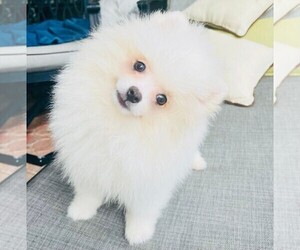 Pomeranian Puppy for sale in SUNNY ISL BCH, FL, USA