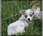 Small #1 Chihuahua
