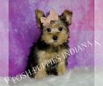Small Photo #18 Yorkshire Terrier Puppy For Sale in WARSAW, IN, USA