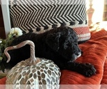 Small Photo #4 Poodle (Standard) Puppy For Sale in PLYMOUTH, IN, USA