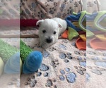 Small #4 West Highland White Terrier