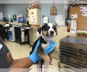 Mutt Dogs for adoption in Riverside, CA, USA
