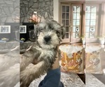 Small #1 Schnoodle (Miniature)