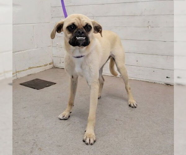 Medium Photo #1 Pug Puppy For Sale in San Bernardino, CA, USA
