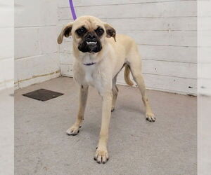 Pug Dogs for adoption in San Bernardino, CA, USA