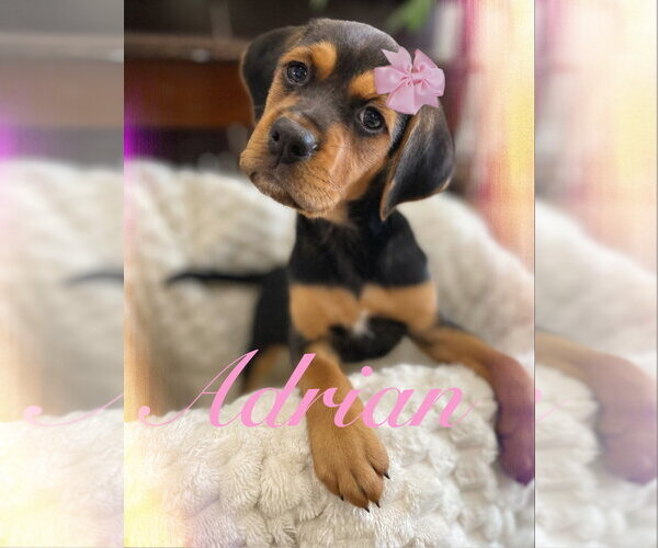 Medium Photo #2 Beagle-Unknown Mix Puppy For Sale in Hillsboro, MO, USA