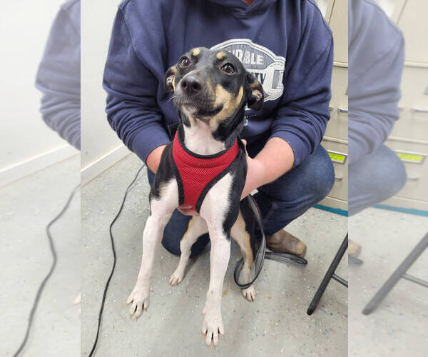 Medium Photo #2 Rat Terrier-Unknown Mix Puppy For Sale in Linton, IN, USA