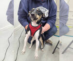 Small #1 Rat Terrier Mix