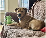 Small #4 Labrador Retriever Mix