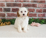 Small #8 Cavapoo (Miniature)