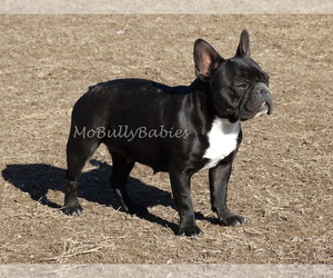 Mother of the French Bulldog puppies born on 01/16/2020