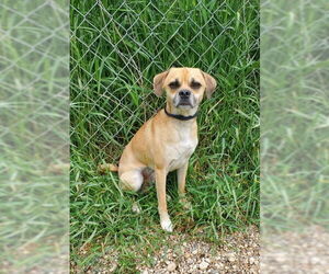 Pug Dogs for adoption in Lake City, MI, USA