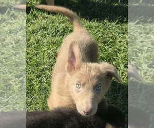 German Shepherd Dog Puppy for sale in RIGA, MI, USA