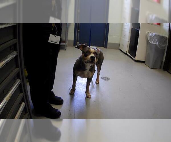 Medium Photo #1 American Pit Bull Terrier Puppy For Sale in Corpus Christi, TX, USA