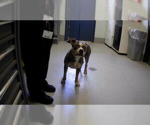 American Pit Bull Terrier Dogs for adoption in Corpus Christi, TX, USA
