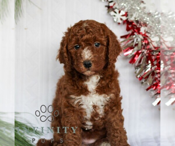 Medium Photo #3 Goldendoodle (Miniature) Puppy For Sale in LITITZ, PA, USA