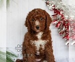 Small #2 Goldendoodle (Miniature)
