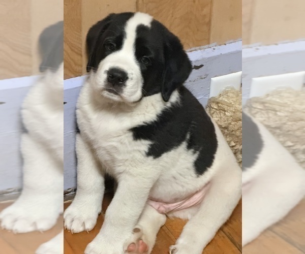Medium Photo #6 Cane Corso-Saint Bernard Mix Puppy For Sale in WORCESTER, MA, USA