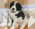 Small #5 Cane Corso-Saint Bernard Mix