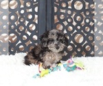 Small #2 Poochon