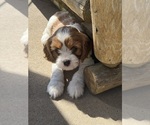 Small #11 Cavapoo (Miniature)