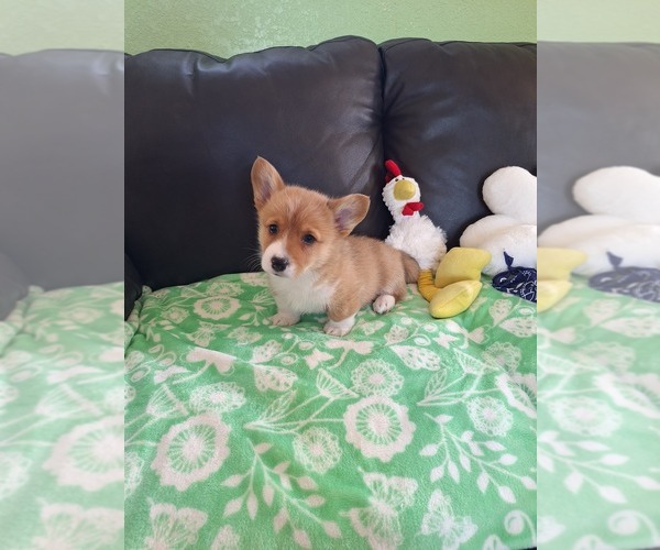 Medium Photo #25 Pembroke Welsh Corgi Puppy For Sale in ARROYO GRANDE, CA, USA