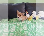 Small #24 Pembroke Welsh Corgi