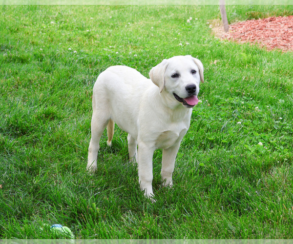 Medium Photo #4 Labrador Retriever Puppy For Sale in SYRACUSE, IN, USA