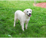 Small #3 Labrador Retriever
