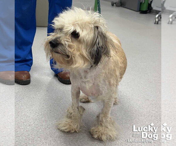 Medium Photo #2 Havanese-Unknown Mix Puppy For Sale in Washington, DC, USA