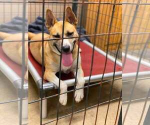 Tedi Gurl - Female Siberian Husky-Unknown Mix Dog for Adoption - Photo #3