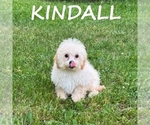 Small #1 Shih-Poo