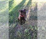 Small #2 Doberman Pinscher-Labrador Retriever Mix