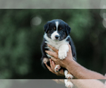 Small Photo #33 Australian Shepherd Puppy For Sale in ARODA, VA, USA