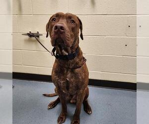 Labrador Retriever-Unknown Mix Dogs for adoption in Denver, CO, USA