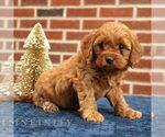 Small #2 Cavapoo
