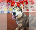 Small #1 Siberian Husky